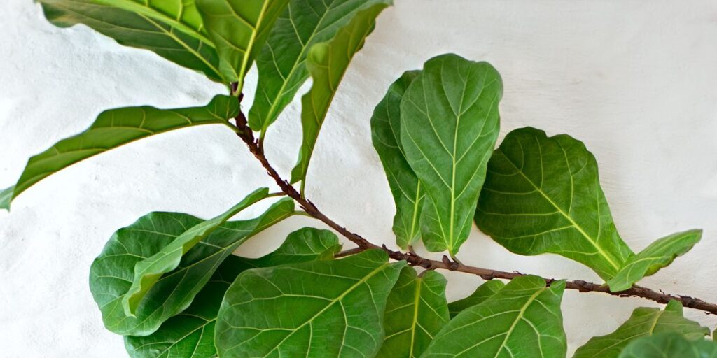 Are Fiddle Leaf Figs Toxic to Pet Cats, Dogs, or Other Animals? Happy