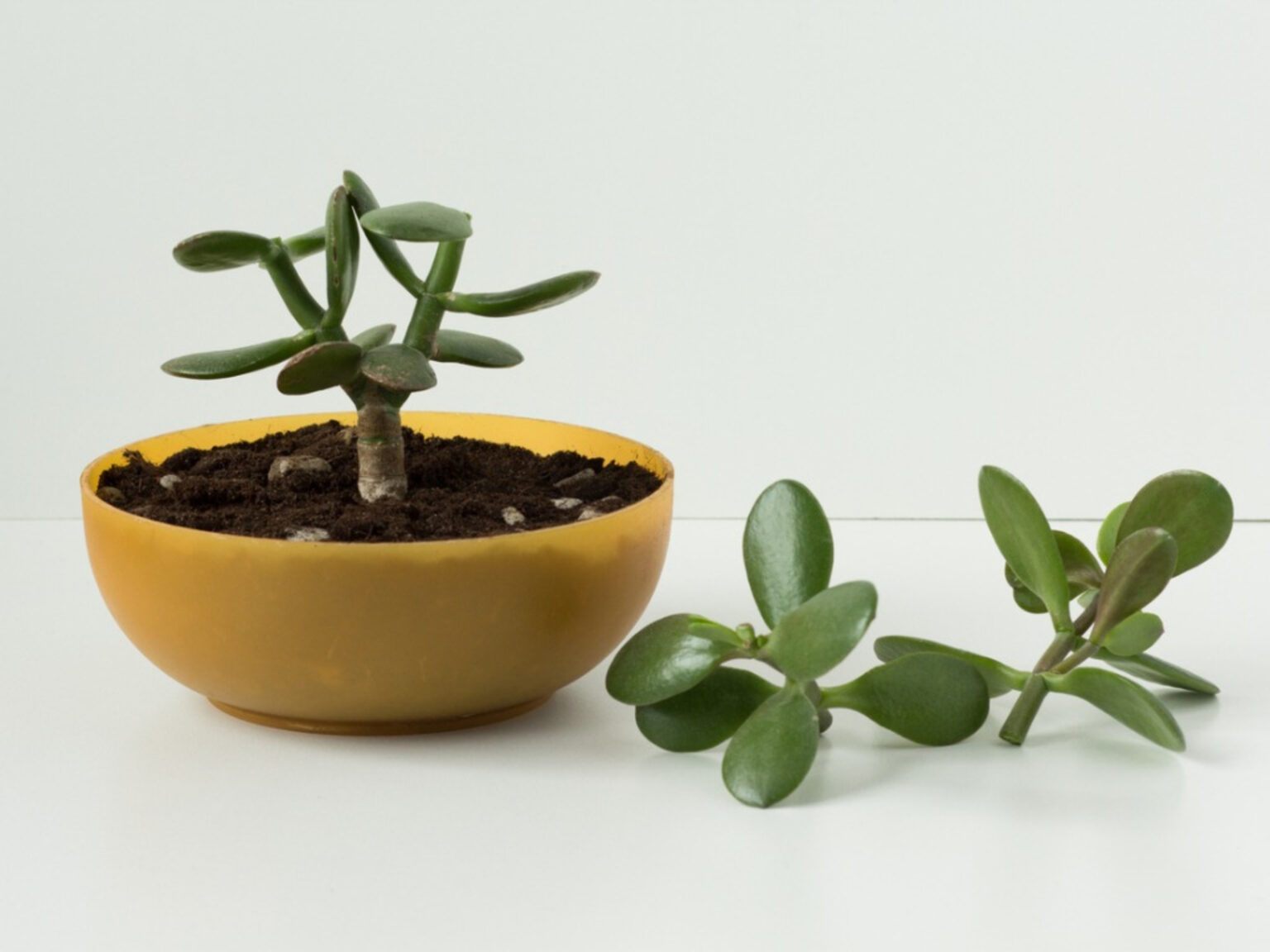 are-jade-plants-toxic-to-pet-cats-everything-you-should-know-happy