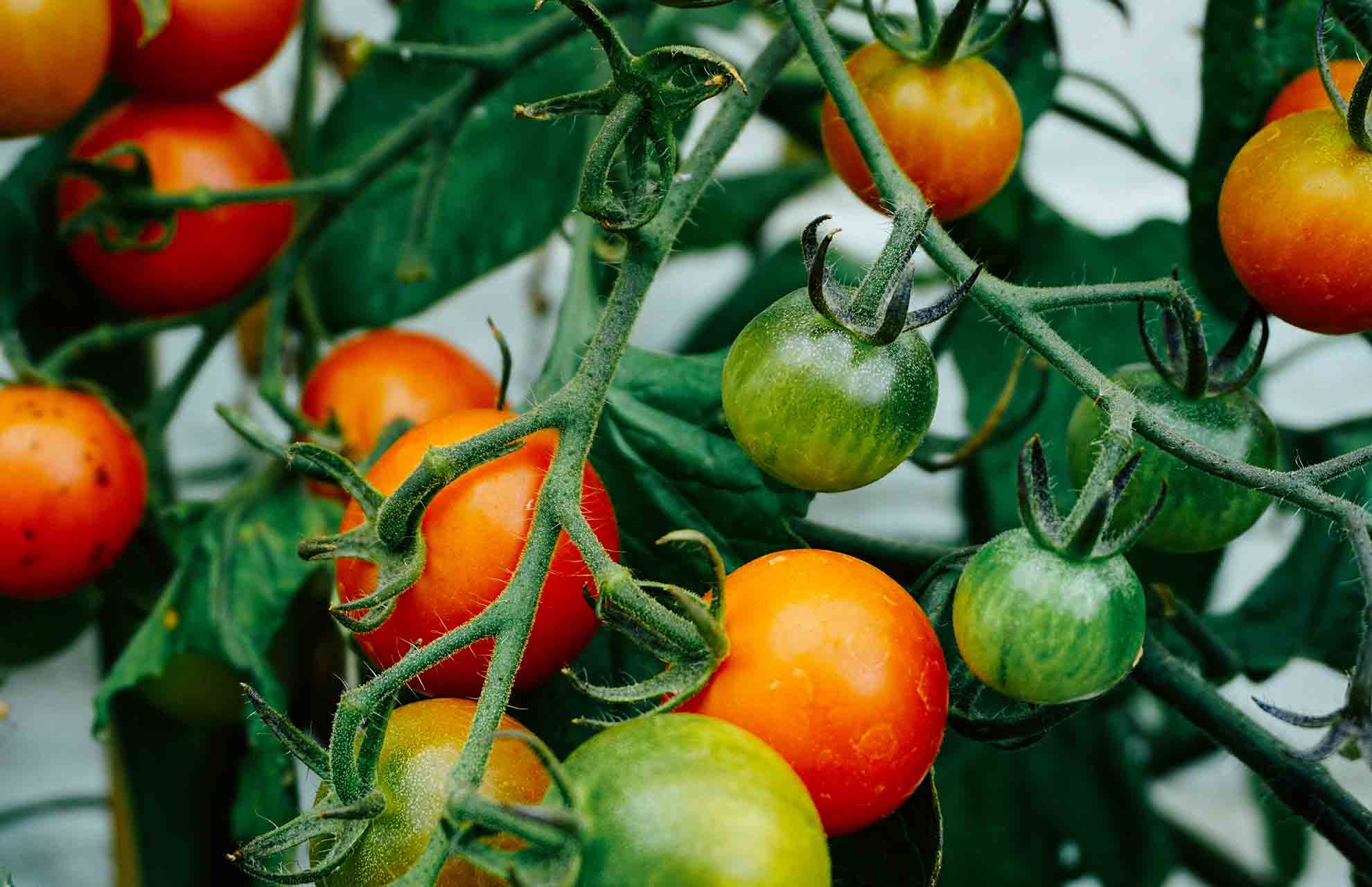 caring-for-tomato-plants-how-to-grow-tomatoes-to-harvest-happy-house