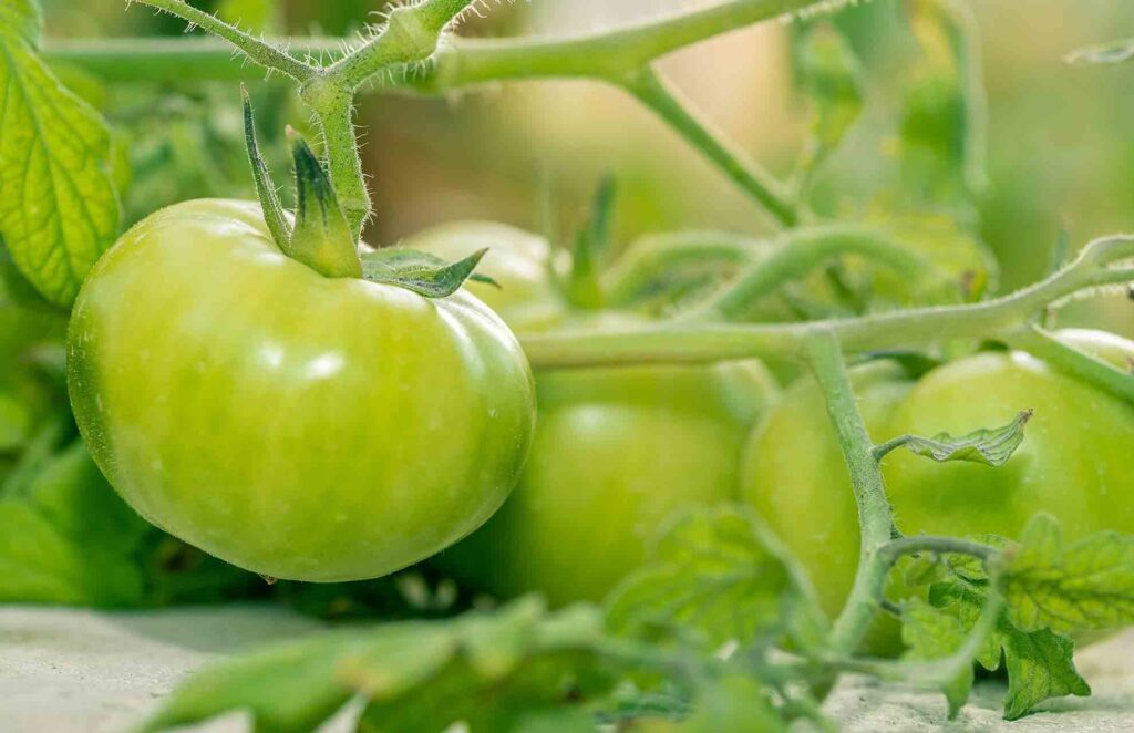 can-you-eat-green-tomatoes-have-a-try-happy-house-garden