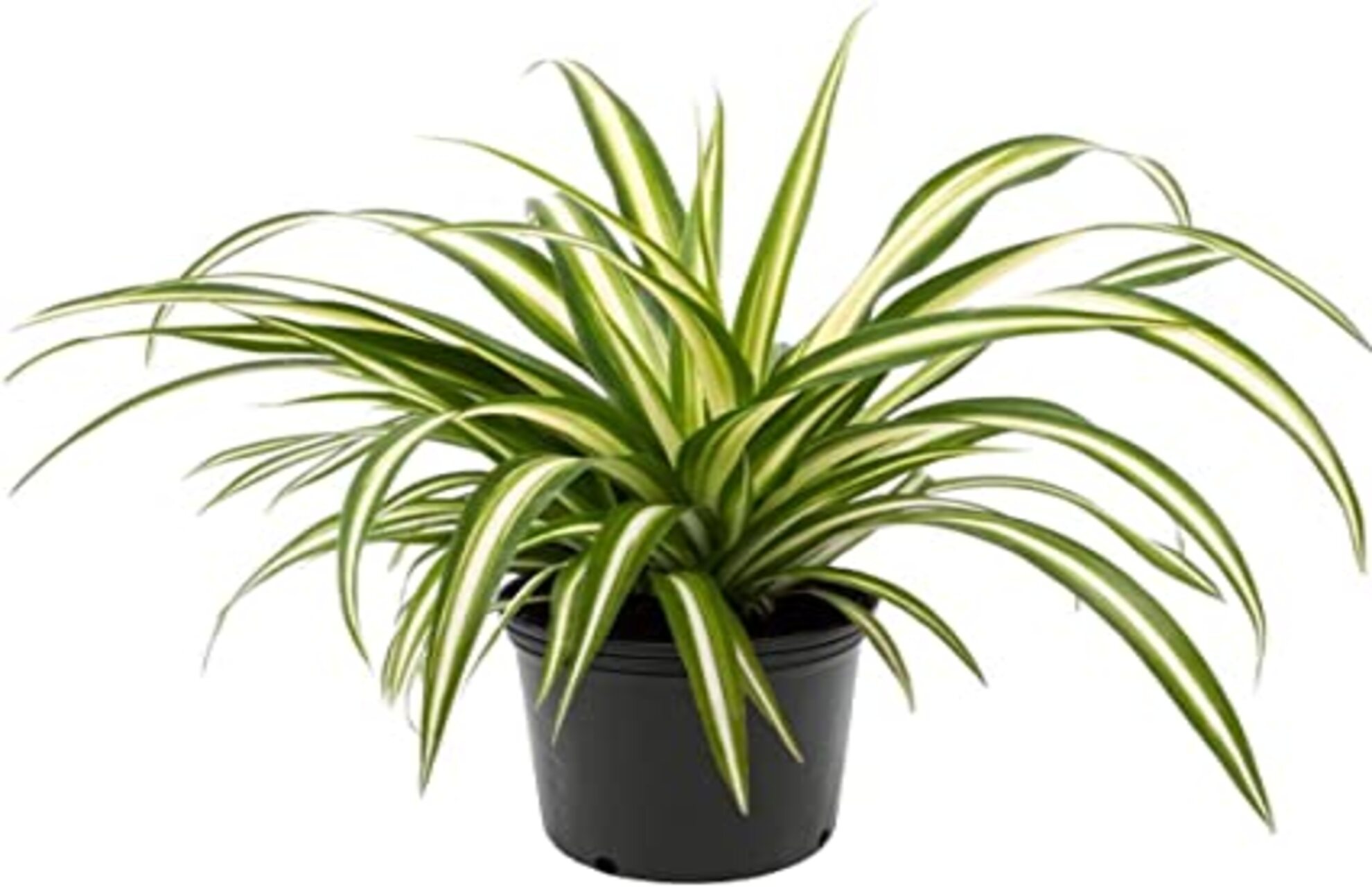 brown-tips-on-spider-plants-reasons-solutions-happy-house-garden