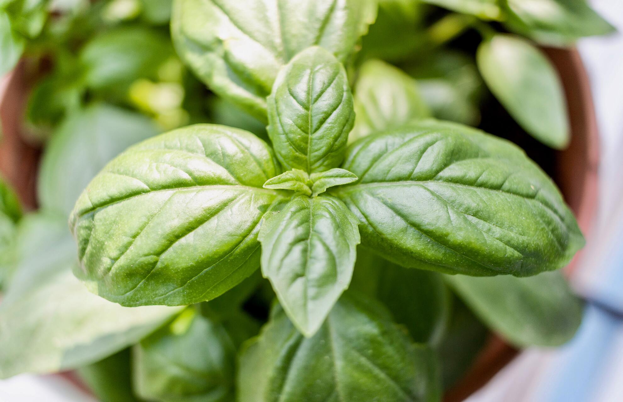 Brown Spots On Basil Leaves 8 Causes 4 Preventions Happy House Garden