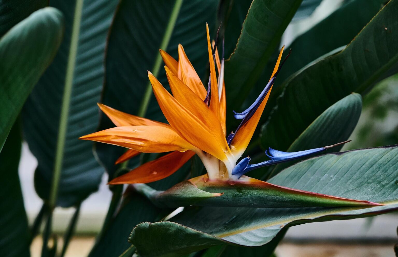 Bird Of Paradise Propagate: Cuttings & Seeds - Happy House Garden