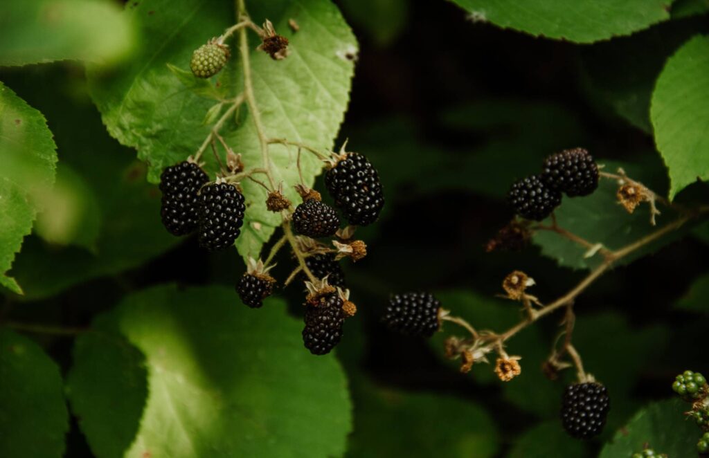 The Differences Between Black Raspberries And Blackberries Happy