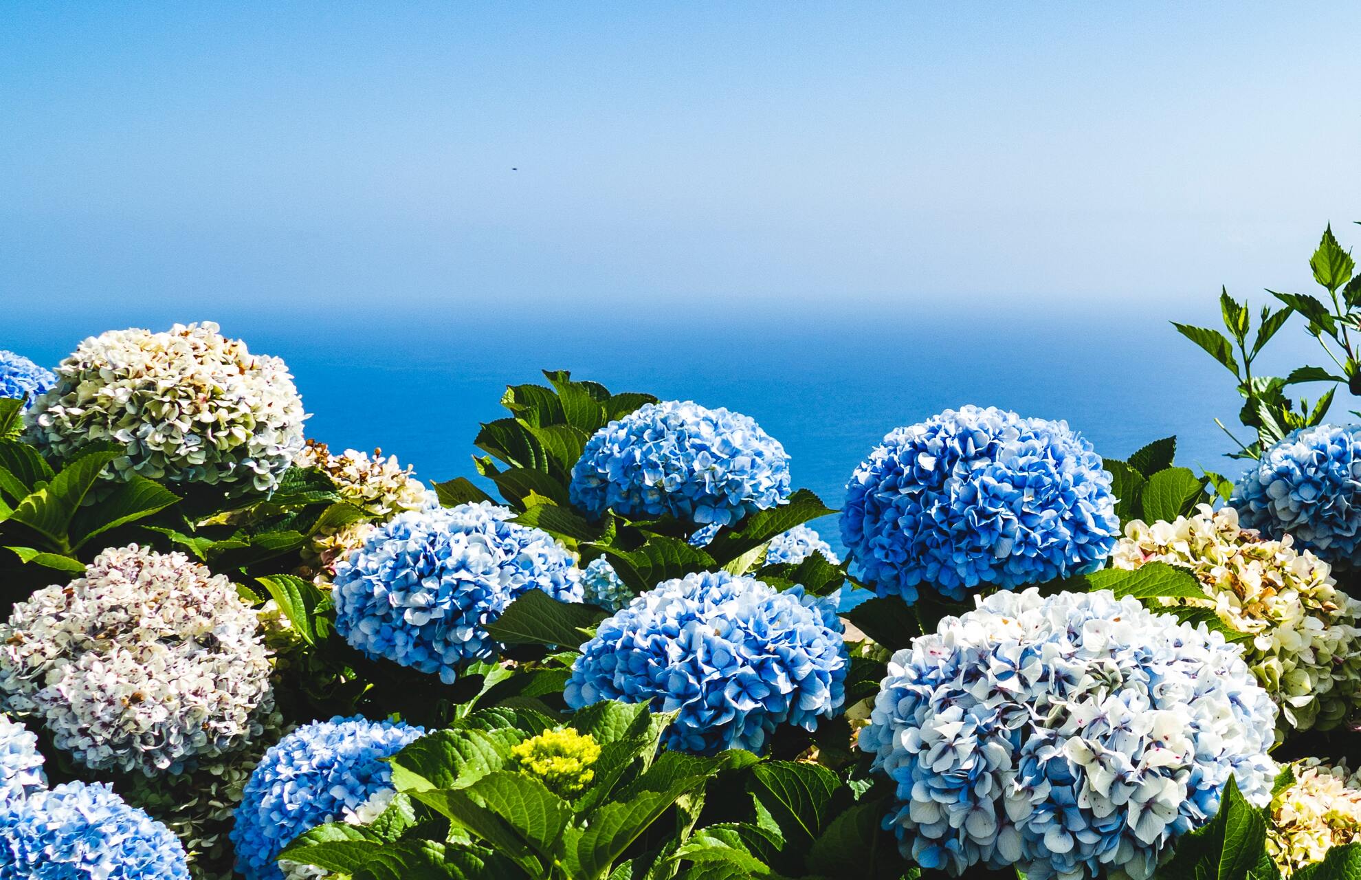 black-spots-on-hydrangea-leaf-how-to-prevent-happy-house-garden