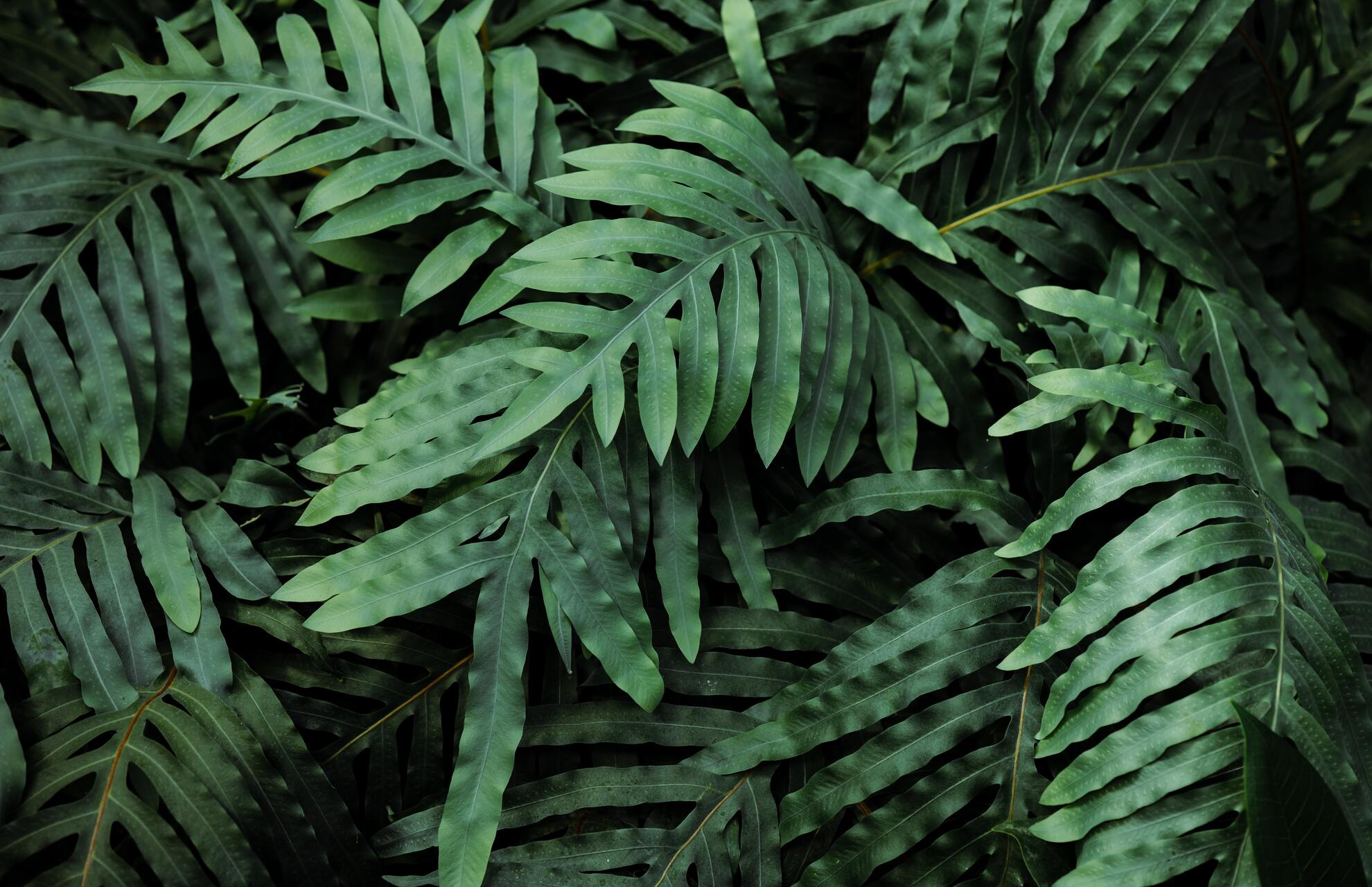 Blue Star Fern Care: Everything You Should Know! - Happy House Garden