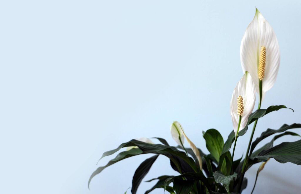 5brown Tips On Peace Lily 2 1024x662 