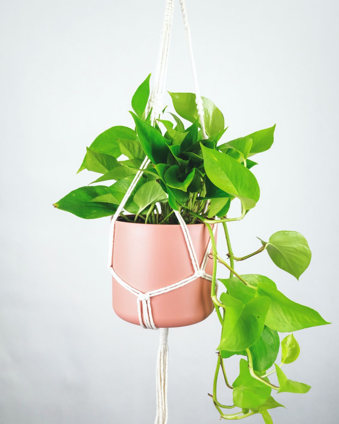 How Often To Water Pothos In Winter