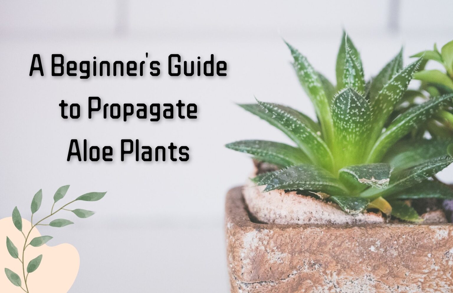 A Beginner’s Guide To Propagate Aloe Plants - Happy House Garden