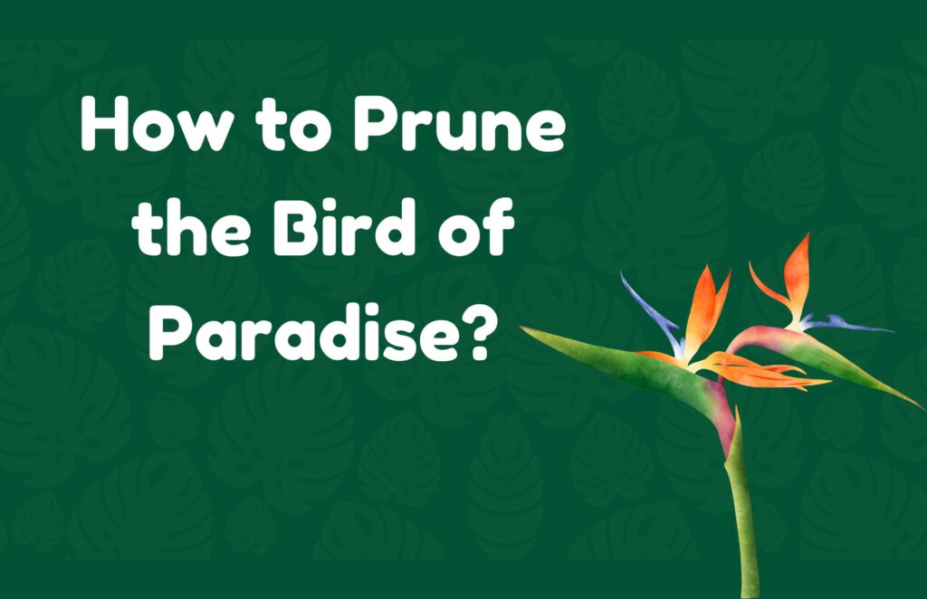 How to Prune the Bird of Paradise? A Complete Guide - Happy House Garden