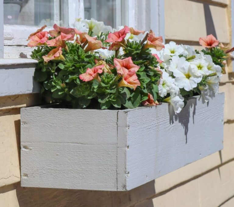 Do Petunias Need Full Sun? How Much Do They Need? Happy House Garden