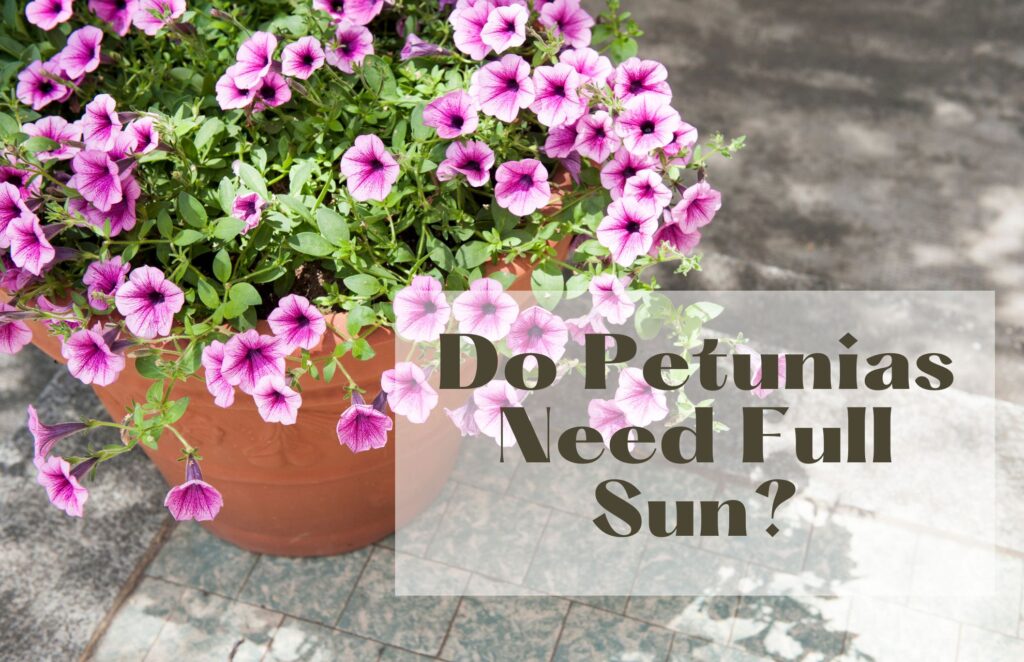 Do Petunias Need Full Sun? How Much Do They Need? Happy House Garden